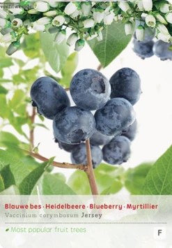 Vaccinium Cr. Jersey Vp5