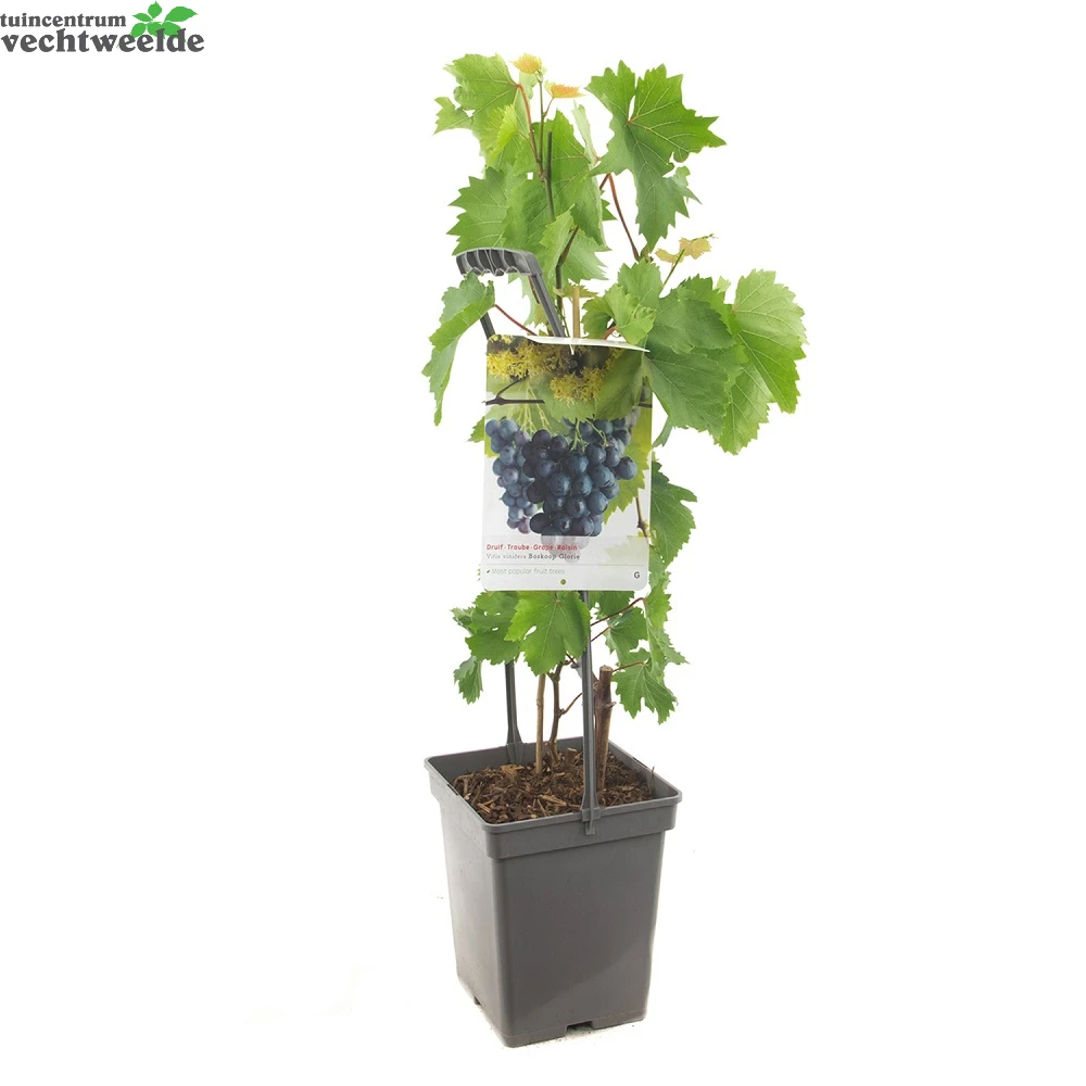 Vitis 'Boskoop Glory' - Afbeelding 2