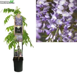 Wisteria Sinensis 'Prolific'