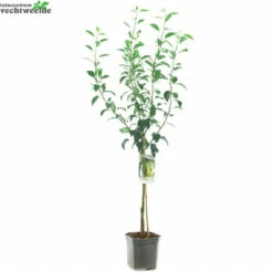 Wonder Tree Conference